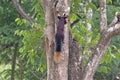 Good View of the Giant Malabar Squirrel Tail