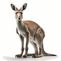 Good View Kangaroo Illustration. Generative AI