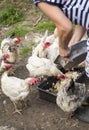 Good woman mistress feeds her pet chickens food Royalty Free Stock Photo