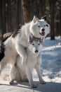 Good yakutian laika and husky in the fairy-tale winter forest. Royalty Free Stock Photo