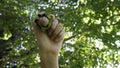 Good year for harvesting nuts. Hand holds a walnut fruit in front of a walnut tree