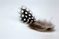 Black feather with white polka dots laying on white background. Macro photo