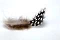 Black feather with white polka dots laying on white background. Macro photo