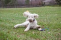 Goodendoodle Dog playing in Yard with Toy Royalty Free Stock Photo