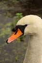 Gooderstone Water Gardens - close up of mute swan