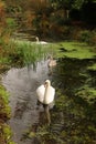 Gooderstone Water Gardens - family of mute swans