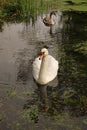 Gooderstone Water Gardens - family of mute swans