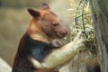 Goodfellow's tree-kangaroo