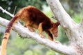 Goodfellow`s tree-kangaroo