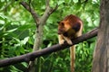 Goodfellow's tree kangaroo