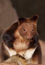 Goodfellow`s Tree Kangaroo, dendrolagus goodfellowi buergersi, Adult sitting