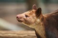 Goodfellow`s tree-kangaroo Dendrolagus goodfellowi