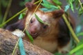 Goodfellow`s tree-kangaroo Dendrolagus goodfellowi