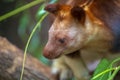 Goodfellow`s tree-kangaroo Dendrolagus goodfellowi