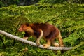 Goodfellow's Tree Kangaroo