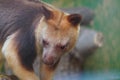 Goodfellow\'s tree kangaroo looking out Royalty Free Stock Photo