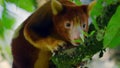 Goodfellow Tree Kangaroo climbing on canopy tree