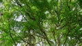 Goodfellow Tree Kangaroo climbing on canopy tree