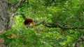 Goodfellow Tree Kangaroo climbing on canopy tree