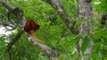 Goodfellow Tree Kangaroo climbing on canopy tree