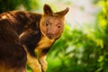 Goodfellow Tree Kangaroo, dendrolagus goodfellowi buergersi