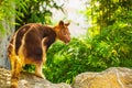 Goodfellow Tree Kangaroo, dendrolagus goodfellowi buergersi