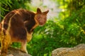 Goodfellow Tree Kangaroo, dendrolagus goodfellowi buergersi