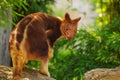 Goodfellow Tree Kangaroo, dendrolagus goodfellowi buergersi