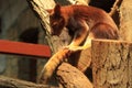 Goodfellow tree-kangaroo