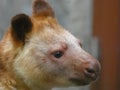 Goodfellows Tree Kangaroo Royalty Free Stock Photo