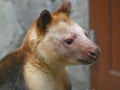 Goodfellows Tree Kangaroo Royalty Free Stock Photo