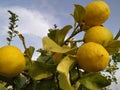 Goodmorning Greek Lemons Royalty Free Stock Photo