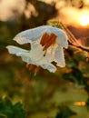 Goodmorning Sunrise Flower with Green Leaves Royalty Free Stock Photo