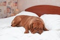 Goodnight Dog Royalty Free Stock Photo