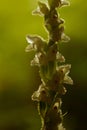 Goodyera repens, White wild orchid Creeping Lady`s-Tresses, flowering European terrestrial wild orchid in nature habitat. Royalty Free Stock Photo