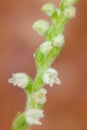 Goodyera repens, white wild orchid Creeping Lady`s-Tresses, flowering European terrestrial wild orchid in nature habitat. Orchid Royalty Free Stock Photo