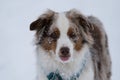 Goofball australian shepherd sticking its tongue out Royalty Free Stock Photo