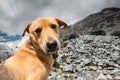 Goofy dog face on a rocky background. Royalty Free Stock Photo