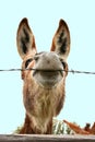 Goofy Donkey