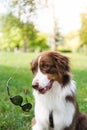 Goofy funny aussie dog throws sunglasses off. Portrait of a cute australian shepherd in a park