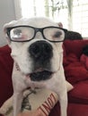 Goofy intelligent white boxer dog