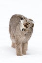 Goofy looking lynx during neck stretch Royalty Free Stock Photo