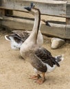 Goos mating reproducing geese birds farm
