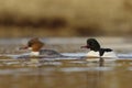 Goosander or common merganser (Mergus merganser) male and female pair swimming in the river Royalty Free Stock Photo