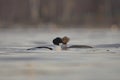 Goosander or common merganser (Mergus merganser) male and female swimming past each orher. Royalty Free Stock Photo