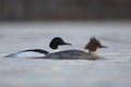 Goosander or common merganser (Mergus merganser) male and female swimming in water. Royalty Free Stock Photo