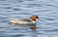 The goosander Eurasian Mergus merganser female