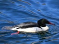 Goosander male swims Royalty Free Stock Photo