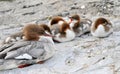 Goosander mergus female duck and ducklings