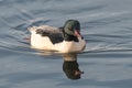 Goosander, Mergus merganser, male, swimming at sea